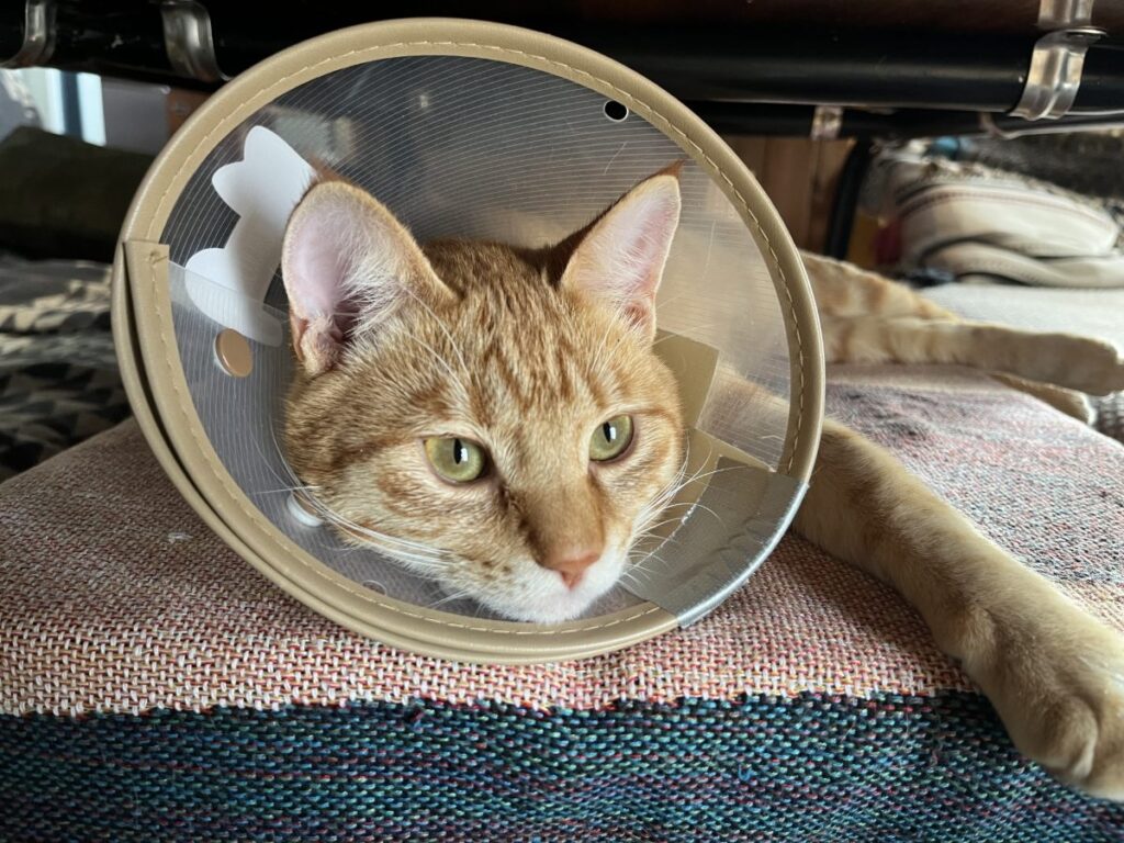 伴侶動物のための救急医療 犬.猫からエキゾチックアニマルまで